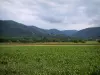 Tal Münster - Maisfelder, Bäume und Berge bedeckt mit Wäldern