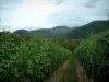 Tal Münster - Weinberge und Berge bedeckt mit Wäldern