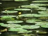 Tal der Sarthe - Wasserrose schwimmend auf dem Gewässer des Flusses Sarthe