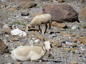 Talkessel von Gavarnie - Freilebende Schafe (Widder) im natürlichen Kessel, Gestein und Felsen; im Nationalpark der Pyrenäen