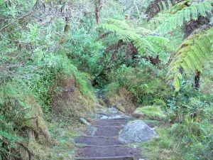 Talkessel Mafate - Fusswanderweg gesäumt von Vegetation