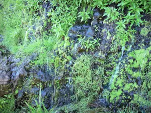 Talkessel Salazie - Grünende Pflanzenwelt entlang eines Wanderwegs