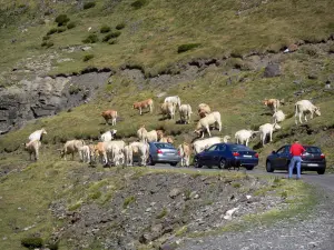 Talkessel Troumouse - Auf der Strasse hochführend zum Kessel, Autos wartend auf das Vorbeigehen einer freilebenden Kuhherde; im Nationalpark der Pyrenäen