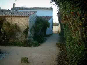 Talmont-sur-Gironde - Village corsia, siepi e case decorate con piante e arbusti