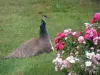 Tarbes - Massey garden (English landscape park): peacock on the lawn and flowers