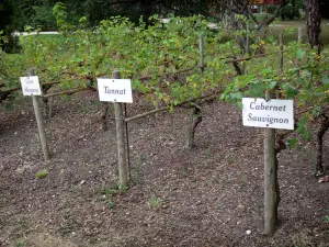 Tarbes - Massey jardín (Inglés parque): la uva (vid) de viñedos de Madiran