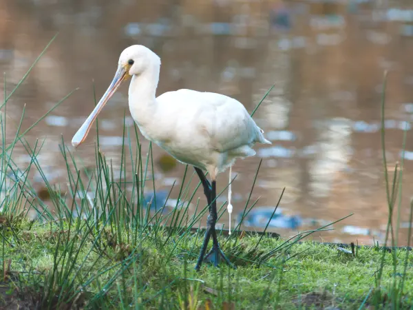 Le Teich bird reserve - Tourism, holidays & weekends guide in the Gironde