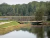 Teich Vallée - Teich, kleine Holzbrücke, Schilfrohr und Bäume des Waldes von Orléans (Waldmassiv)