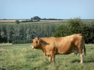 Thiérache - Kuh in einer Wiese