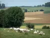 Thiérache ardenesa - Rebaño de vacas en un prado rodeado de campos y árboles en el Parc Naturel Régional des Ardennes