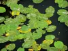 Thouet-Tal - Wasserrosen auf dem Fluss Thouet