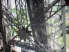 Torre Eiffel - Estructura de acero