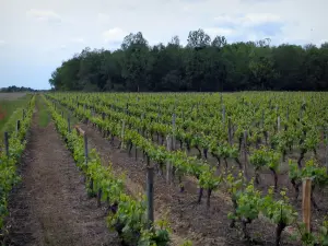 Touraine vineyards - Vineyards and trees