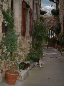 Tourrettes-sur-Loup - Haus aus Stein geschmückt mit Pflanzen, mit zwei Katzen