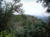 Tourrettes-sur-Loup - Oliviers et cactus, puis collines en arrière-plan