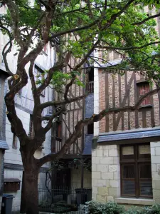 Tours - Maisons à pans de bois et arbre