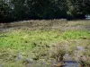 Touvre - Site des sources de la Touvre : plantes aquatiques, arbres au bord de l'eau