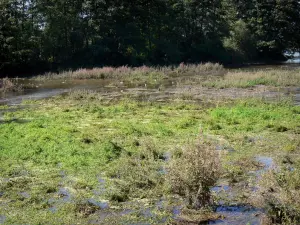 Touvre - Stätte der Quellen der Touvre: Wasserpflanzen, Bäume am Wasserrand