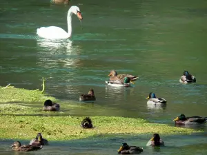 Touvre - Stätte der Quellen der Touvre: Schwan und Stockente schwimmen auf dem Wasser, Wasserpflanzen