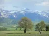 Trièves - Trees, pastures and snow-capped mountains