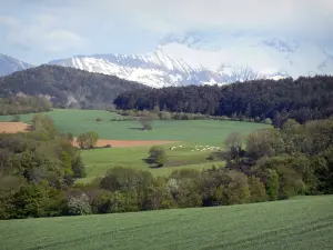 Trièves - Viehweiden, Bäume und Berg mit Schnee (Schnee)
