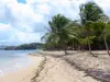 La Trinité - Strand der Bucht Cosmy gesäumt von Kokospalmen