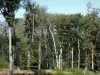 Tronçais森林 - Tronçais国家森林的树木