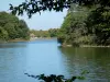 Tronçais森林 - 树包围的Saloup池塘