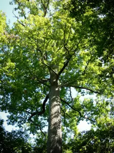 Tronçais forest - Colbert oak forest: Stebbing oak (remarkable tree)