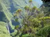 Trou de Fer waterfall - Réunion National Park: green site of Trou de Fer