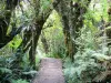 Trou de Fer waterfall - Wooden bridge through the forest leading to the Trou de Fer site