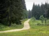 Upper Jura Regional Nature Park - Road lined with wild flowers and spruces (trees)