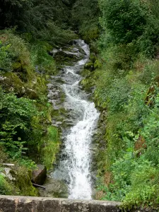 Upper Jura Regional Nature Park - Waterfall and vegetation