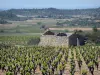 Upper Languedoc Regional Nature Park - Ruins of a stone hut, vineyards and trees