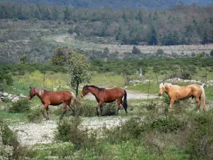 Upper Languedoc Regional Nature Park - Horses in a prairie