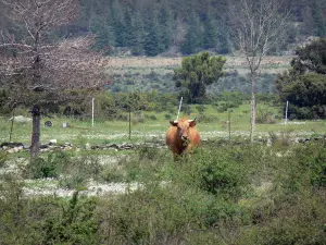 Upper Languedoc Regional Nature Park - Cow in a prairie, vegetation, trees