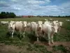 Vaca charolesa - Vacas blancas en un pasto, árboles y casas en el fondo, nubes en el cielo