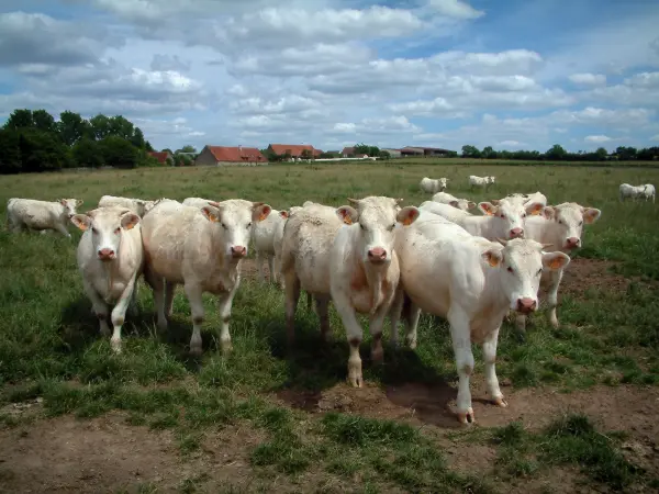 Vaca charolesa - Vacas blancas en un pasto, árboles y casas en el fondo, nubes en el cielo