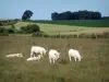 Vaca charolesa - Vacas blancas en un pasto, campos y árboles