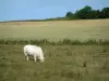 Vaca charolesa - Un pasto blanco de vaca, campo de trigo y los árboles