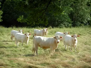 Vaca charolesa - Vacas blancas en un pasto y los árboles