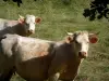 Vaca charolesa - Dos vacas blancas