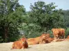 Vaca limousine - Manada de ganado Limousin en un pasto