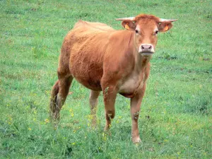 Vaca limousine - Limousin vaca en un prado florido