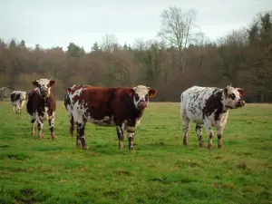 Vaca normanda - Vacas de Normandía en un pastizal (pradera) y el bosque (árboles) en el fondo