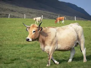 Vacas - Vaca Aubrac y la pantorrilla en un prado
