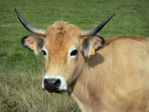 Vacas - De ganado Aubrac