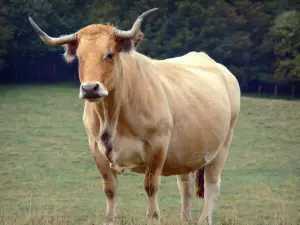 Vacca di razza Aubrac - In un Vacca di razza Aubrac pre