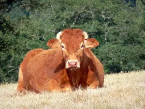 Vache limousine - Vache limousine couchée dans un pâturage