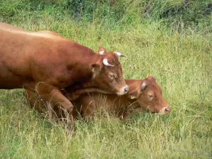 Vache limousine - Vaches limousines dans un pré